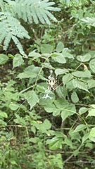 Neoscona domiciliorum