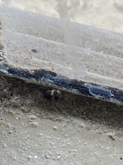 Attagenus fasciatus