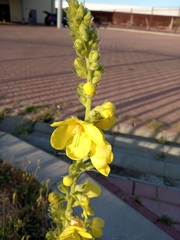 Verbascum phlomoides