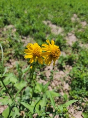 Verbesina encelioides