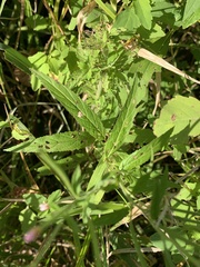 Epilobium coloratum