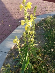 Verbascum phlomoides