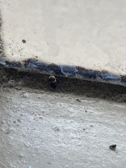 Attagenus fasciatus