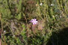 Ixia orientalis