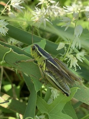Melanoplus bivittatus