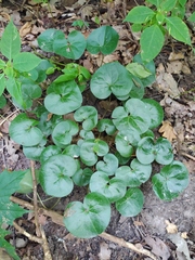 Asarum europaeum