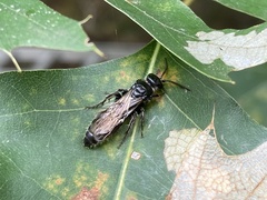 Hymenoptera