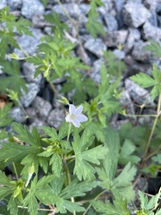 Geranium bicknellii