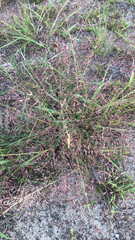 Eragrostis spectabilis