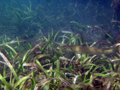 Sphyraena barracuda