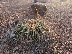 Echinofossulocactus pentacanthus