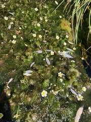 Ranunculus aquatilis