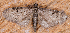 Eupithecia miserulata