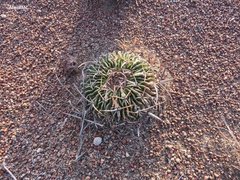 Echinofossulocactus pentacanthus