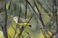 Acanthiza chrysorrhoa