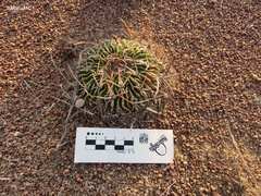 Echinofossulocactus pentacanthus
