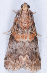 Acrobasis angusella