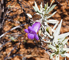 Eremophila