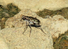 Cicindela repanda