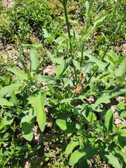 Verbesina encelioides