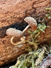 Simocybe serrulata