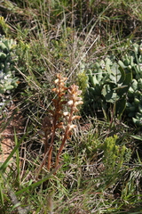 Phelipanche nana