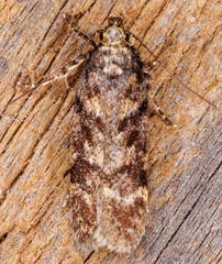 Chionodes mediofuscella