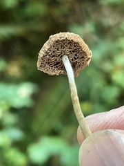 Simocybe serrulata