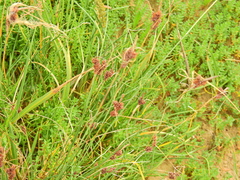 Carex extensa