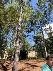 Pinus elliottii