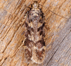 Chionodes mediofuscella