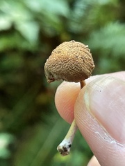 Simocybe serrulata