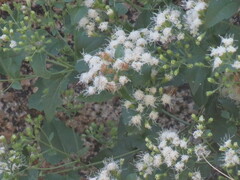 Ageratina herbacea