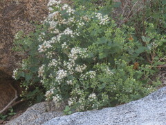 Ageratina herbacea