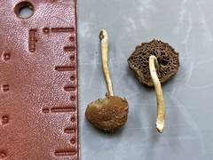Simocybe serrulata