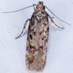 Chionodes mediofuscella