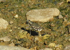 Cicindela repanda