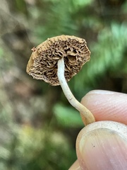 Simocybe serrulata