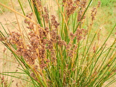 Juncus maritimus