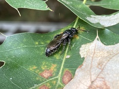 Hymenoptera