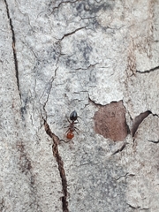 Crematogaster