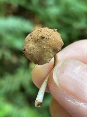 Simocybe serrulata