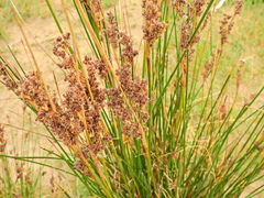Juncus maritimus