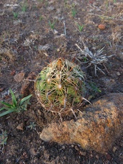 Coryphantha radians