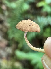 Simocybe serrulata