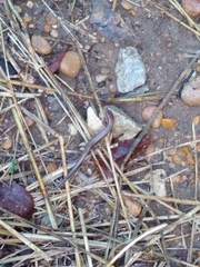 Plestiodon fasciatus