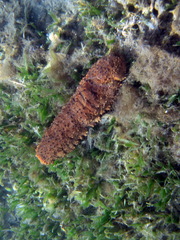 Holothuria mexicana