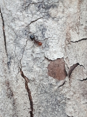 Crematogaster