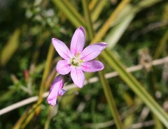 Ixia orientalis