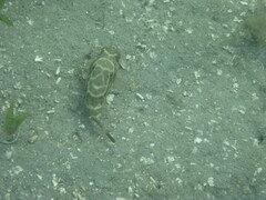 Sphoeroides testudineus